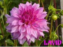 dahlias.net Lavid