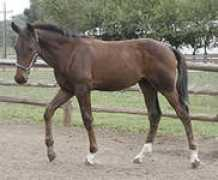 losalamosdressage.com Lavile