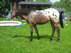 appaloosa-os.cz Lavince