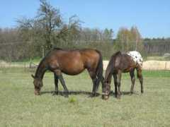 appaloosa-os.cz Lavince