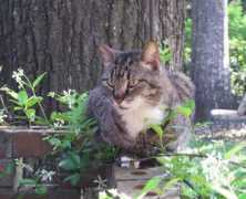 photos.al.com Lavonne