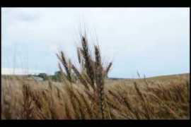 videos.clicrbs.com.br Lavouras