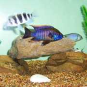 cichlids.com Lawanda