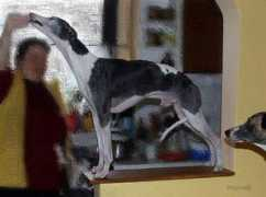 lazarus-whippet.net Lawik