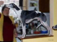 lazarus-whippet.net Lawik