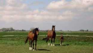 kooihuster.ponyzz.eu Lawinda