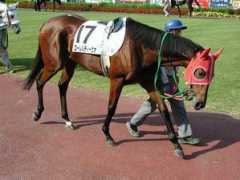 clubhorse.sakura.ne.jp Lawrel