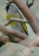 urbanbirder.com Lawrenc