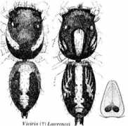 salticidae.org Lawrenc