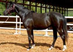 luxesporthorses.com Layani