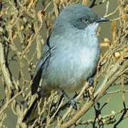 biodiversityexplorer.org Layard