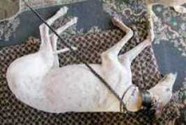 greyhoundsoffairhaven.org Layeth