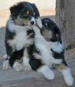 dailypuppy.com Laylie
