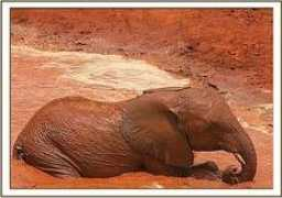 sheldrickwildlifetrust.org Layoni