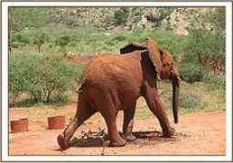 sheldrickwildlifetrust.org Layoni