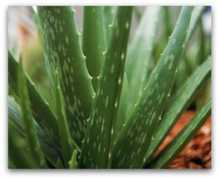 diy-home-remedies.com Lazarone