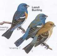 paulnoll.com Lazuli
