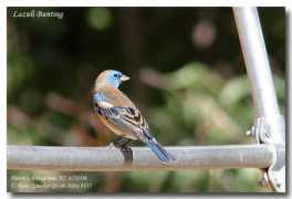 hans.spiecker.oiseaux.net Lazuli
