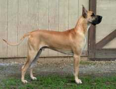 Lazzie