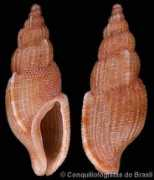 gastropods.com Leali