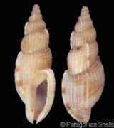 gastropods.com Leali