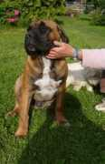 canecorso-opatovice.eu Learco