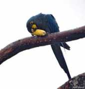 antpitta.com Leari