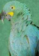 Lears