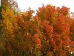 Leaves