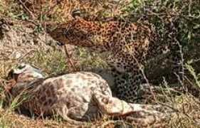 eyesonafrica.net Lebadi