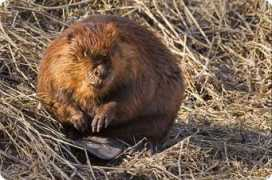 zoopicture.ru Lebarbe