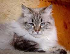 cybercat.ch Leberbauer
