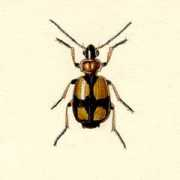Lebia