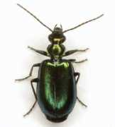 Lebia
