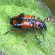 Lebia