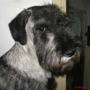 amordischnauzer.com Leboro