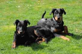 beauceron-fr.com Lecapitaine