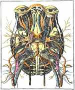 anatomyatlases.org Lecat