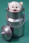 oldtoyz1.com Lechat