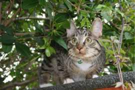 vivapets.com Lechat