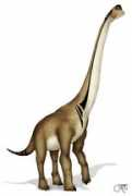 wikidino.com Lecire