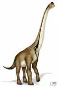 wikidino.com Lecire