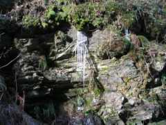 Ledene