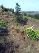 oregonshedhunters.com Leecy