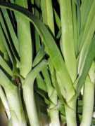 leekrecipe.co.uk Leeks