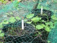 digmyplot.co.uk Leeks