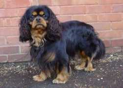 cavaliers.co.uk Leelyn