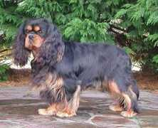 stonehavencavaliers.com Leelyn