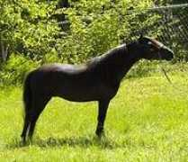 Lefox
