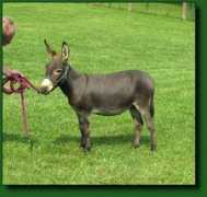 elmsfarm.com Lefta